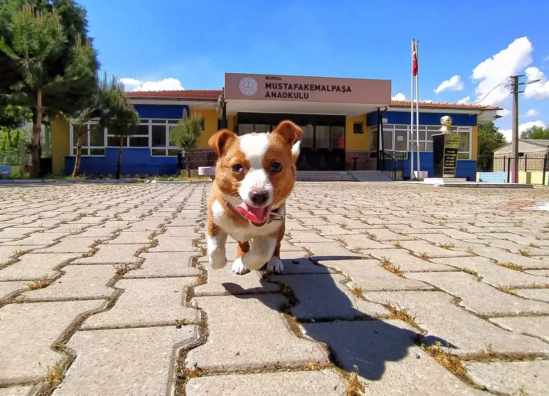 Boncuk Kreş Gündüz Bakım Evi Ve Anaokulu - Çocuk Bakım Merkezi - Bursa - galeri görseli
