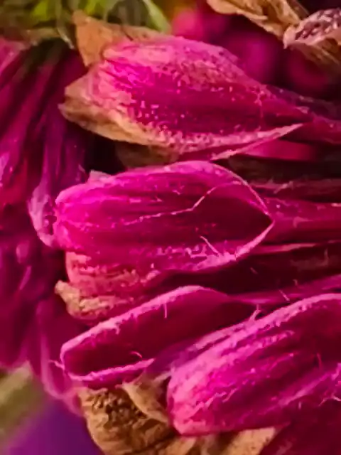 Altınçağ Anaokulu