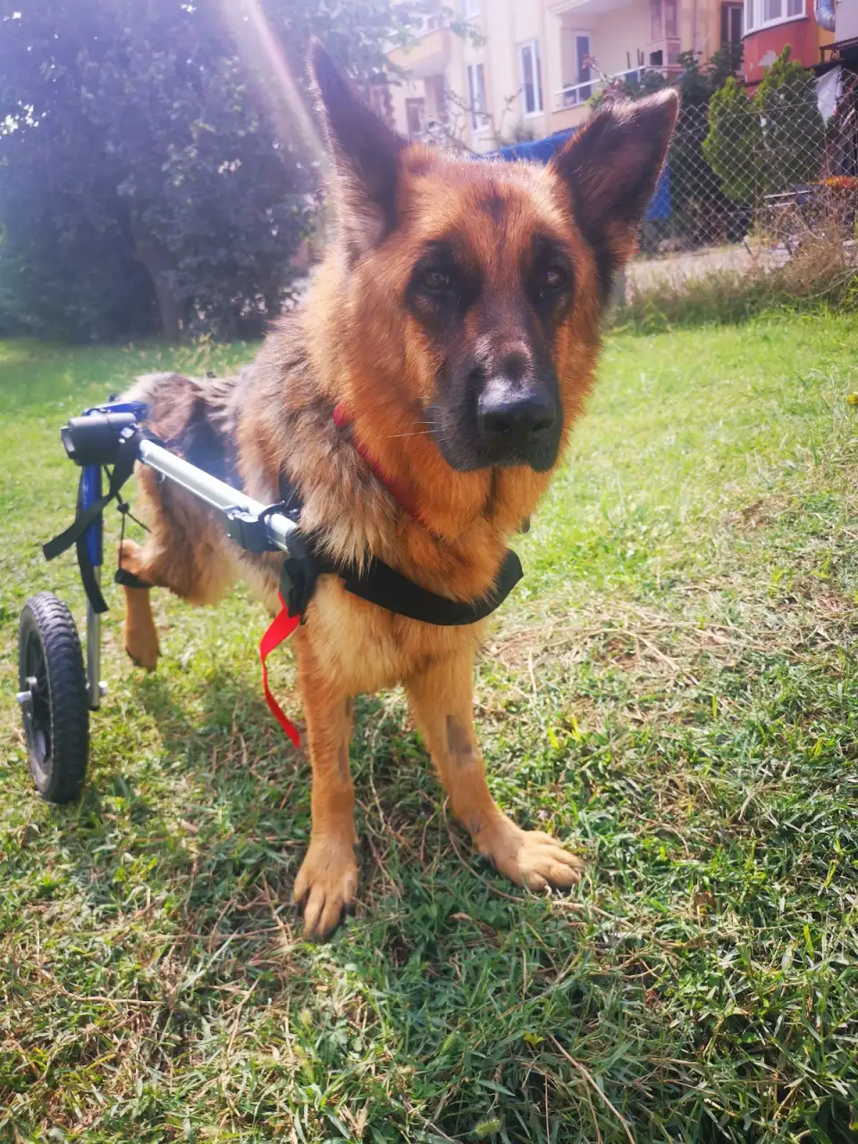 Fizyovet Veteriner Kliniği ve Pet Fizik Tedavi Merkezi - Fizik Tedavi ve Rehabilitasyon - İstanbul - galeri görseli