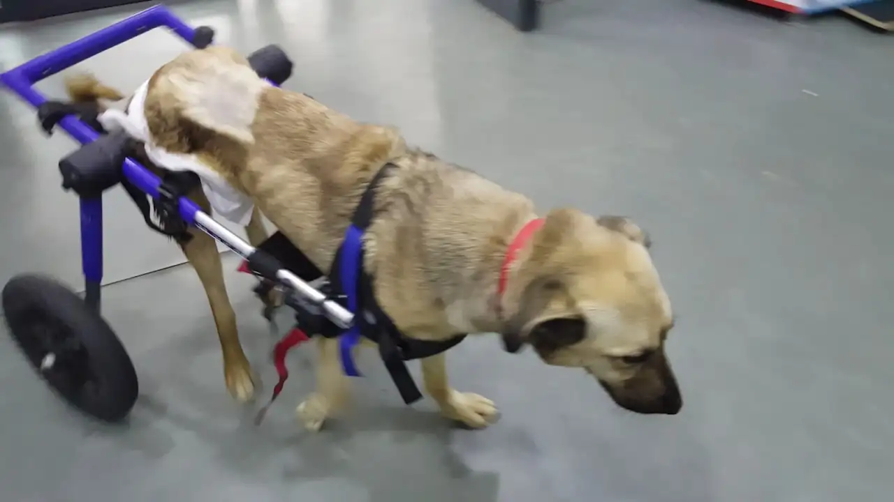 Fizyovet Veteriner Kliniği ve Pet Fizik Tedavi Merkezi - Fizik Tedavi ve Rehabilitasyon - İstanbul - galeri görseli
