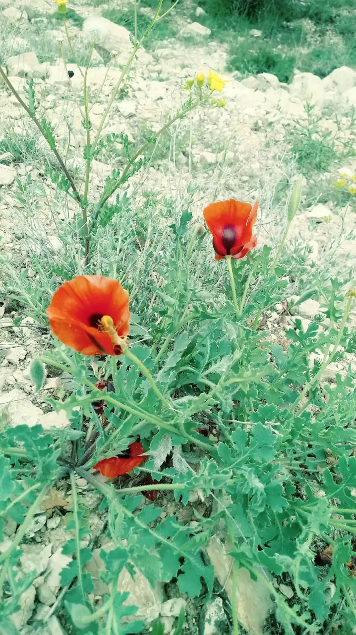 Armoni Anaokulu - Kreş ve Anaokulu - Ankara - galeri görseli