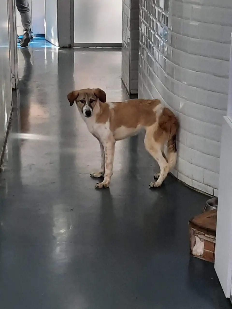 Fizyovet Veteriner Kliniği ve Pet Fizik Tedavi Merkezi - Fizik Tedavi ve Rehabilitasyon - İstanbul