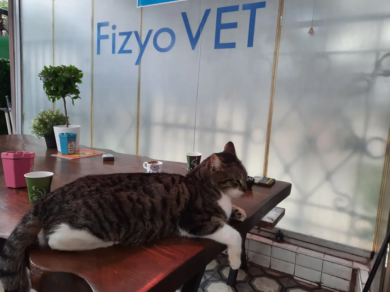 Fizyovet Veteriner Kliniği ve Pet Fizik Tedavi Merkezi - Fizik Tedavi ve Rehabilitasyon - İstanbul - galeri görseli