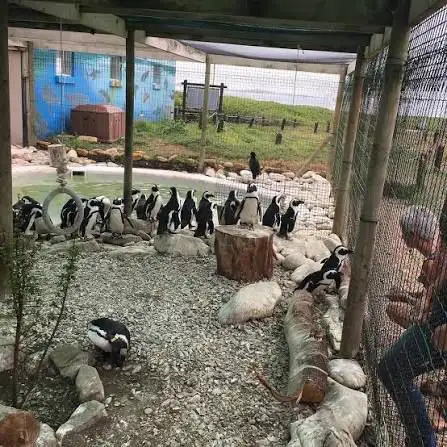 Penguen rehabilitasyon merkezi