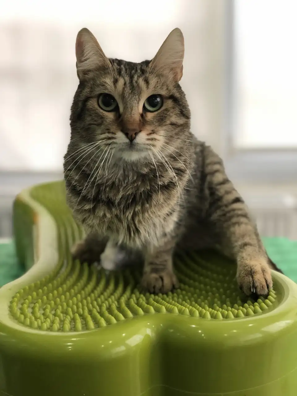 Fizyovet Veteriner Kliniği ve Pet Fizik Tedavi Merkezi - Fizik Tedavi ve Rehabilitasyon - İstanbul - galeri görseli