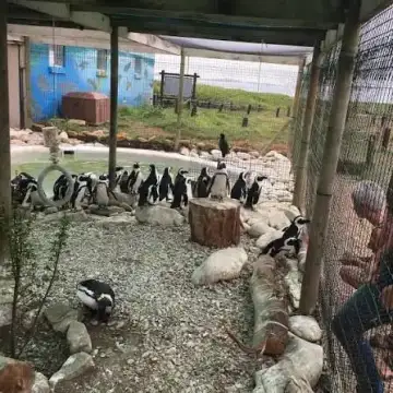 Penguen rehabilitasyon merkezi - Nörolojik Rehabilitasyon Merkezi - Afyonkarahisar