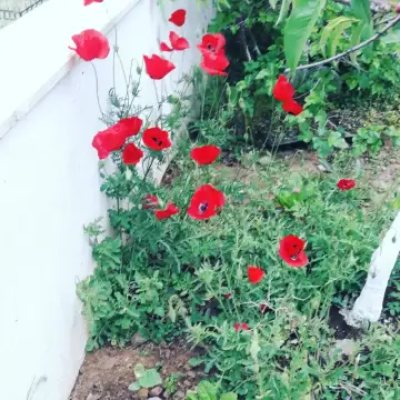 BODRUM ROMATİZMAL HASTALIKLAR SAĞLIK HİZMETLERİ - Nörolojik Rehabilitasyon Merkezi - Muğla